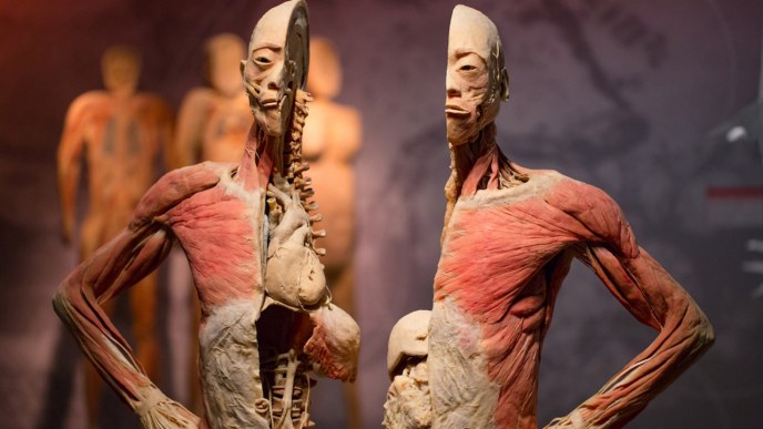 real bodies